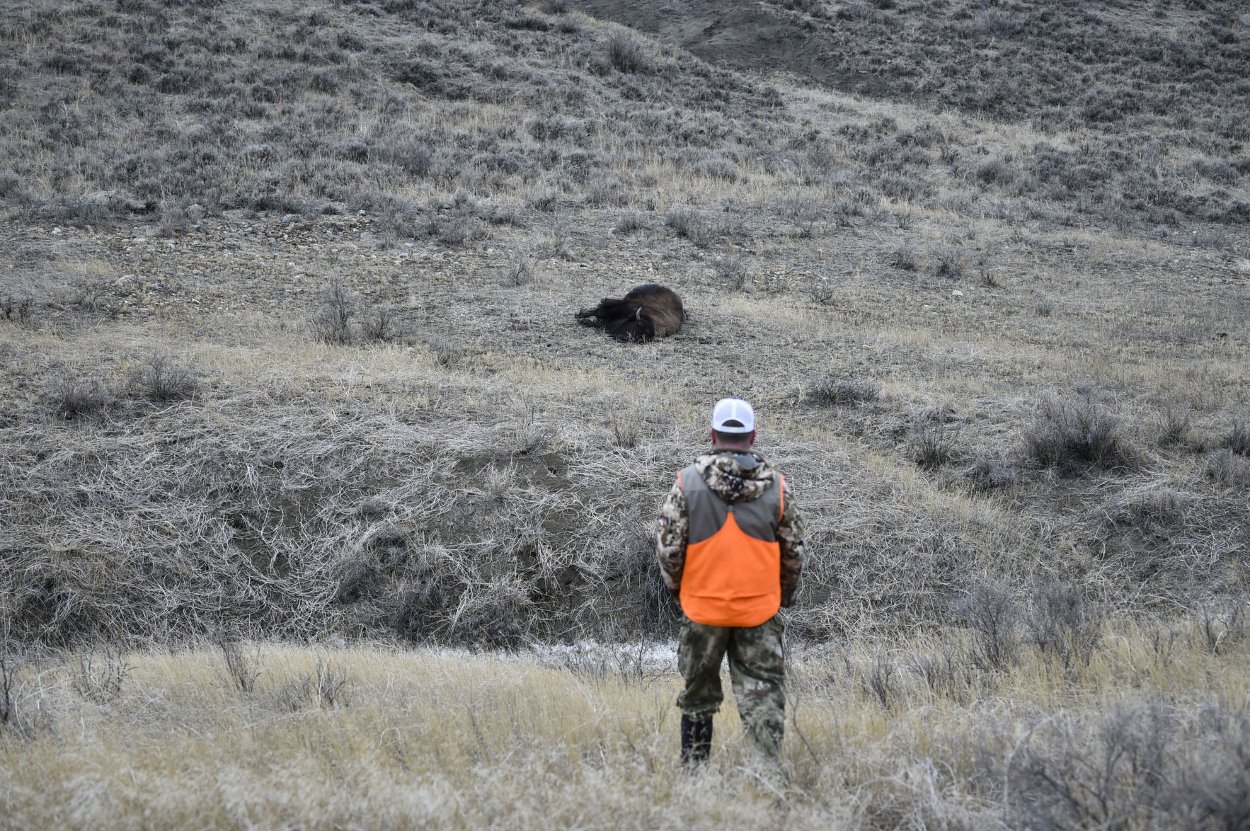APR Bison Harvest